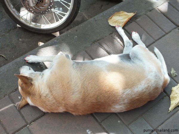Тайская собака с маникюром