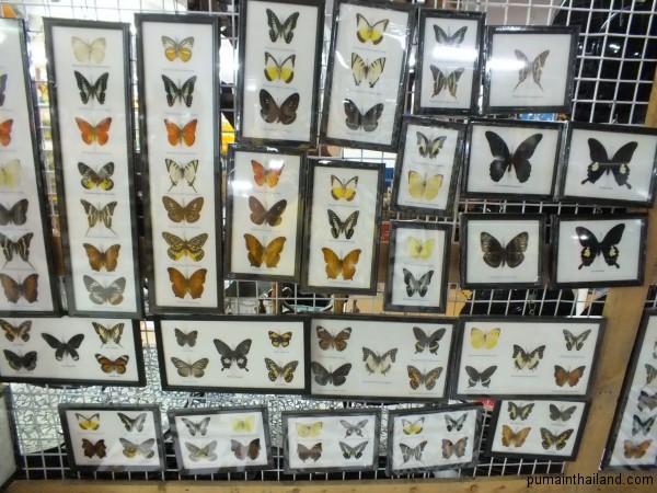 В детстве я коллекционировал бабочек и стрекоз