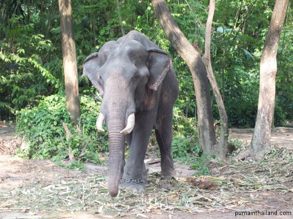 Это единственный слон с бивнями, которого я видел в Тайланде