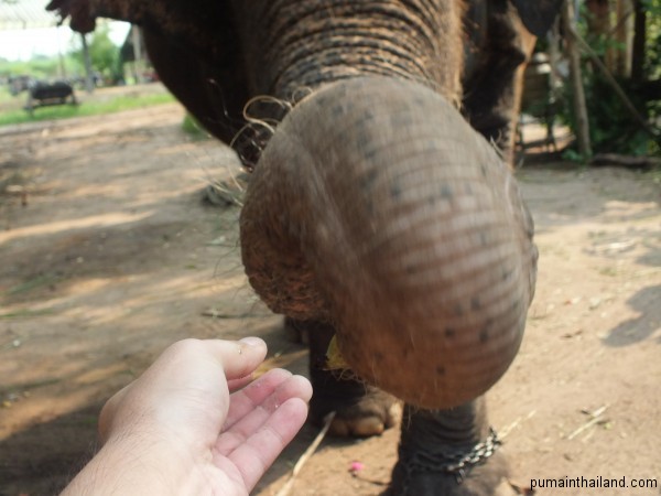 Пума кормит слона