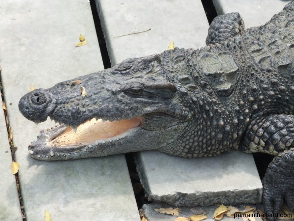 Крокодилы любят лежать с открытой пастью