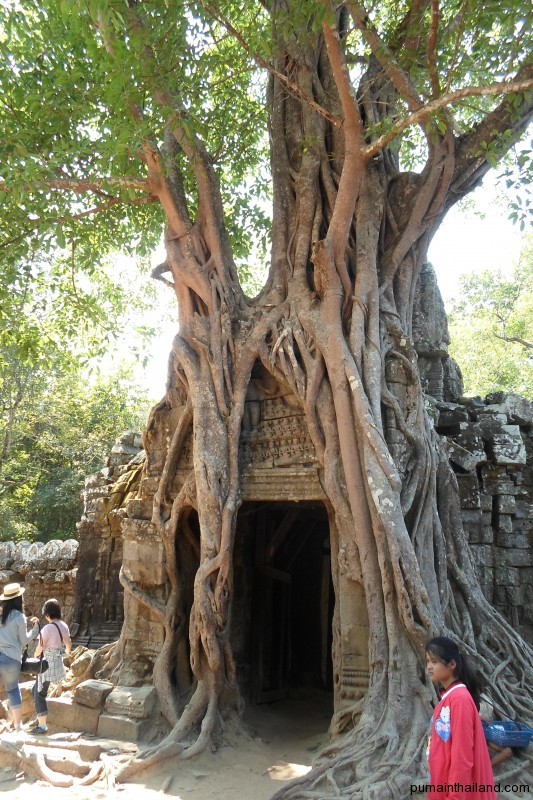 В других храмах тоже много чего интересного, например деревья, растущие на стенах
