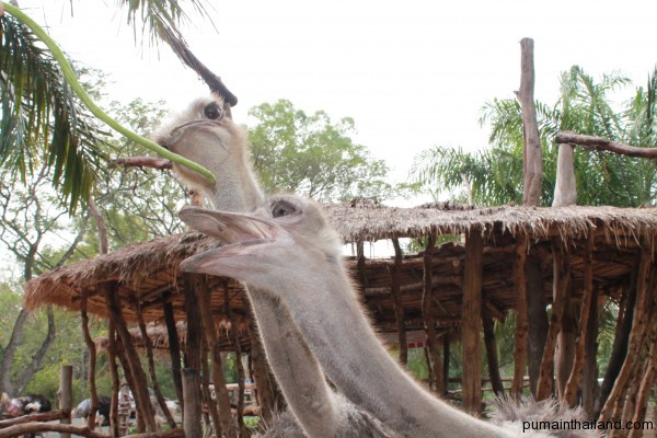 Пума кормит страуса в Кхао-Кхео
