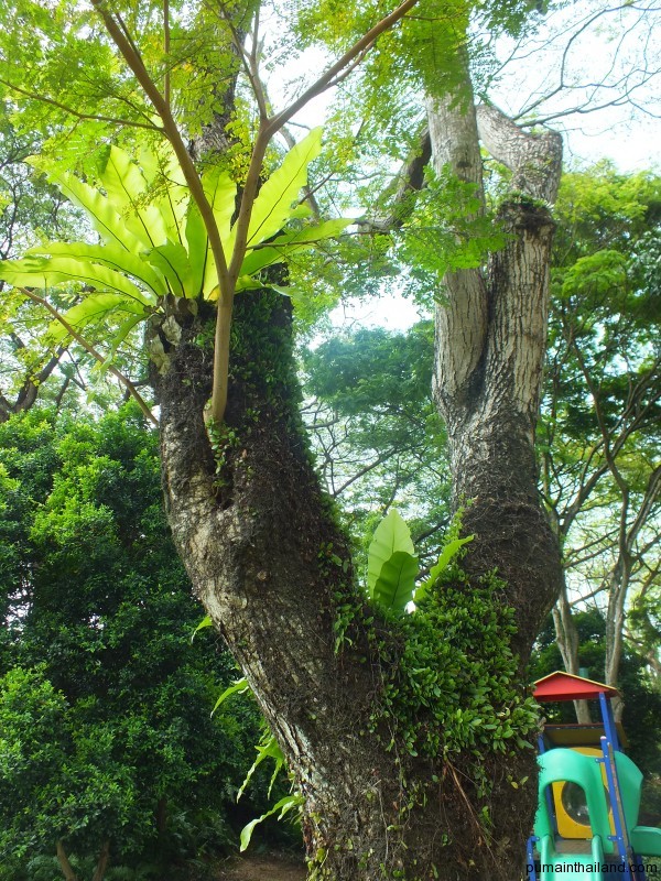 Как и в Тайланде их украшают дополнительной растительностью