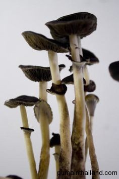 Самуйские грибы