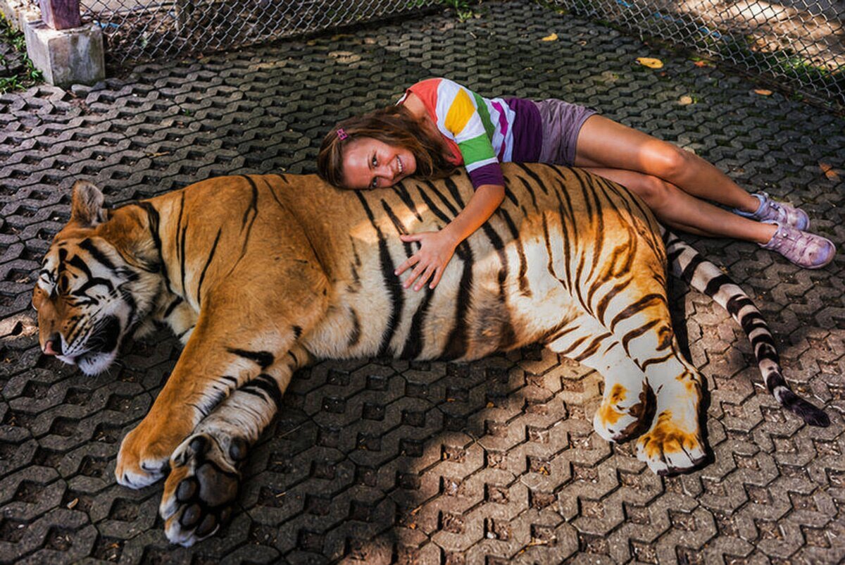Турист с тигром в парке Чиангмай, Таиланд
